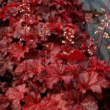 Гейхера Heuchera ‘Cajun Fire’